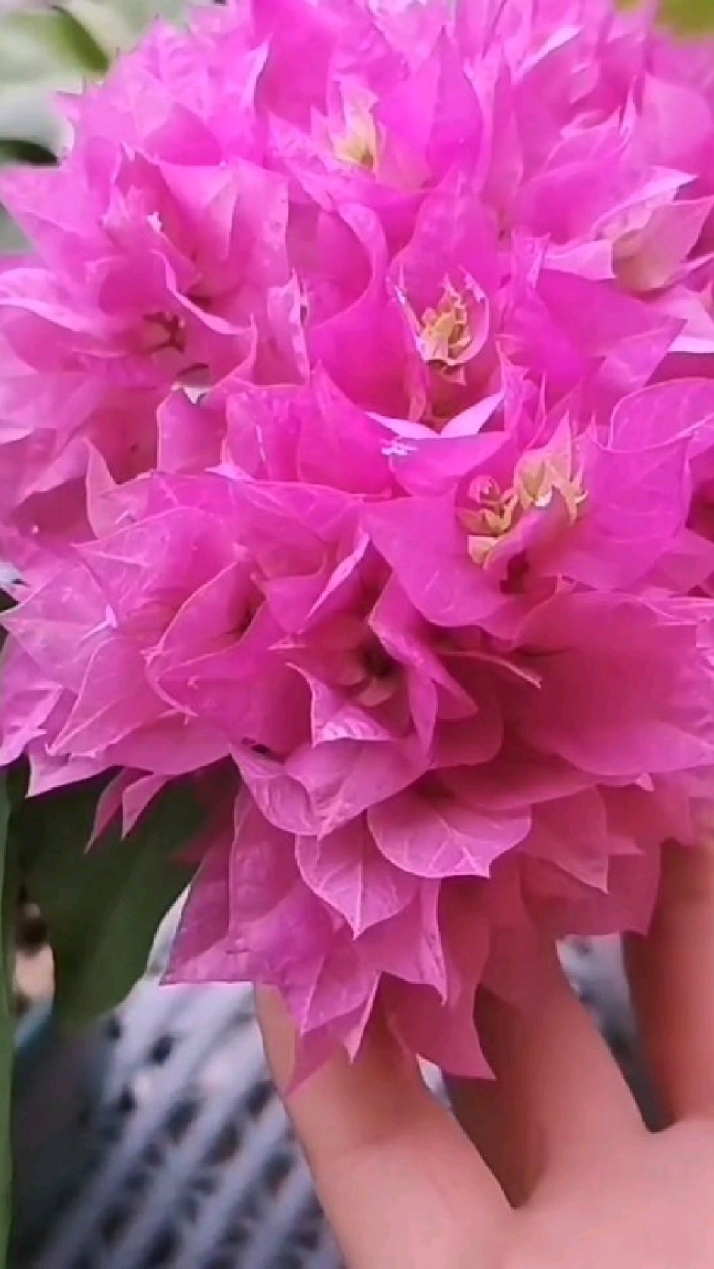 三角梅“重瓣粉”皮实好养～花朵大～花期长