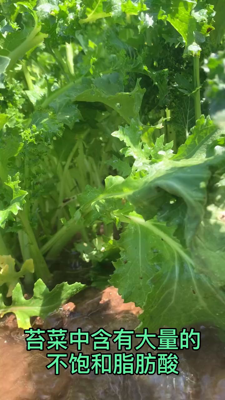 你知道苔菜是什么吗?