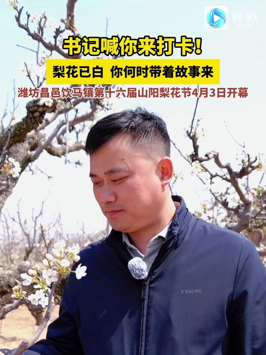 书记喊你来打卡!梨花已白,你何时带着故事来?潍坊昌邑饮马镇 第十六届山阳梨花节 4月3日开