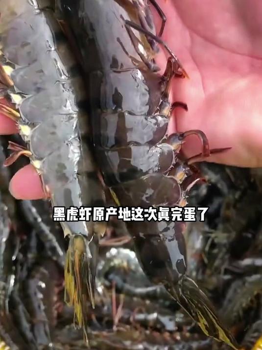 新鲜黑虎虾,肉质 Q 弹,日常加餐省心