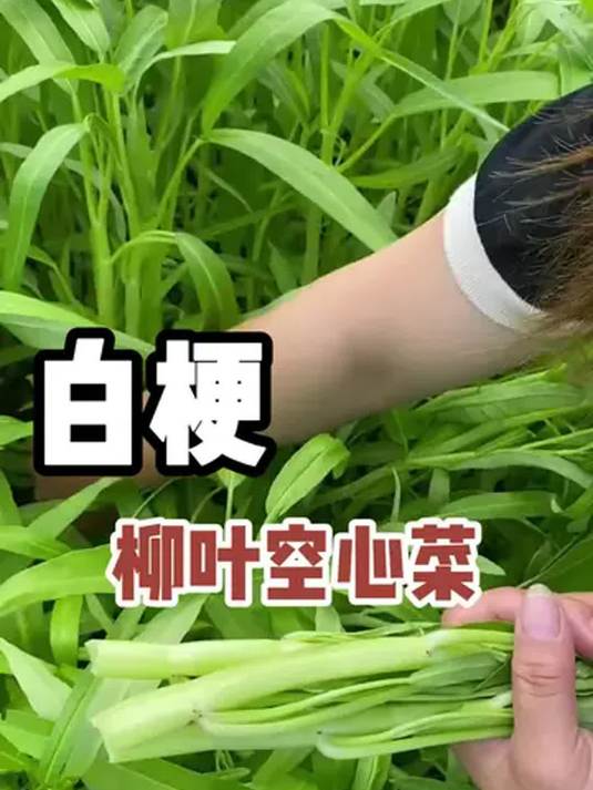 空心菜不普通!种植秘籍大公开,阳台小院都能种