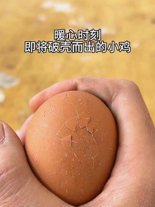 记录小鸡破壳全过程