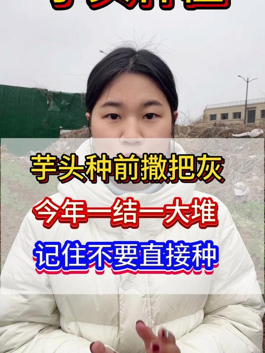 芋头种前撒把灰，今年一结一大堆。记住不要直接去种 #芋头##芋头种植##高产芋头#