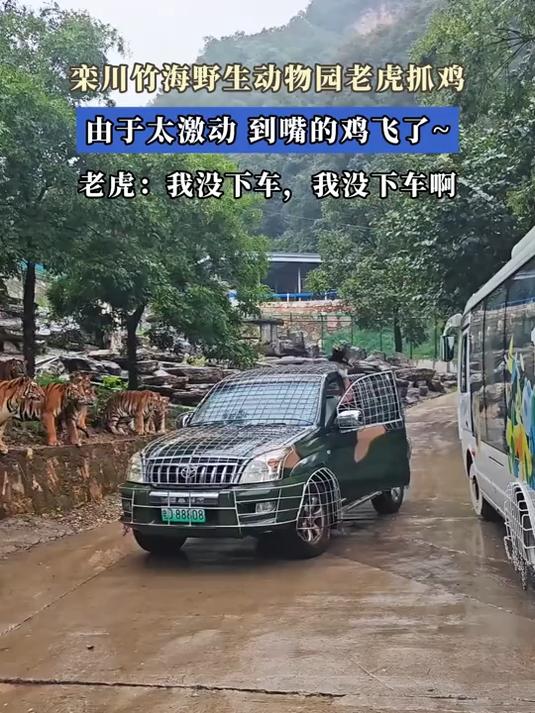 栾川竹海野生动物园老虎抓鸡,由于太激动,到嘴的鸡飞了~