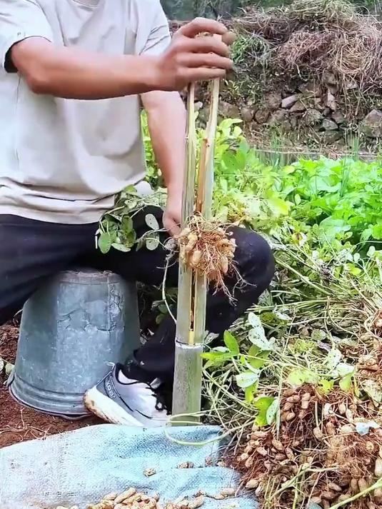 农民朋友用心自制摘花生神器提升采收效率