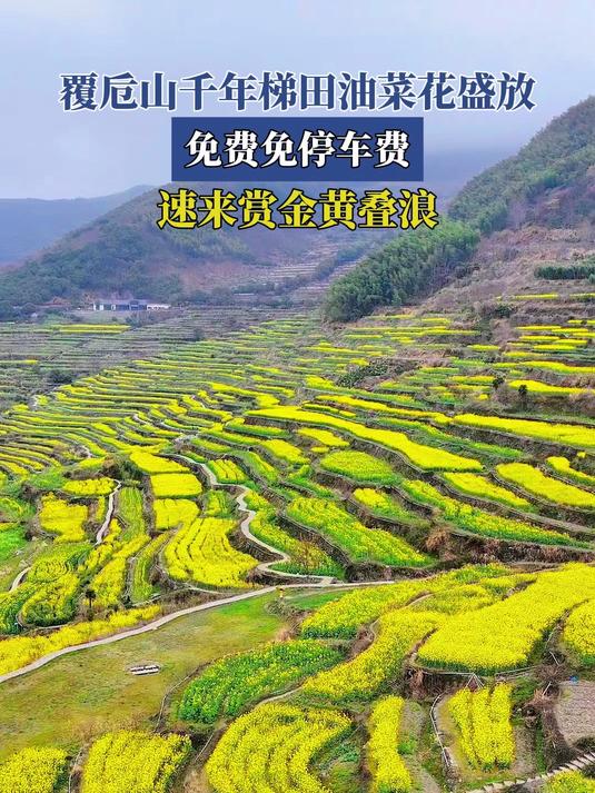 覆卮山千年梯田油菜花盛放,免费免停车费,速来赏金黄叠浪
