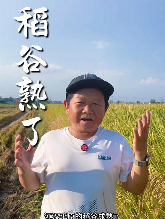 鱼米之乡 江汉平原的稻谷成熟了