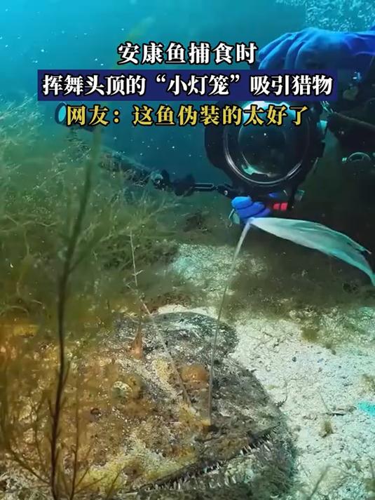 安康鱼捕食时,挥舞头顶的“小灯笼”吸引猎物