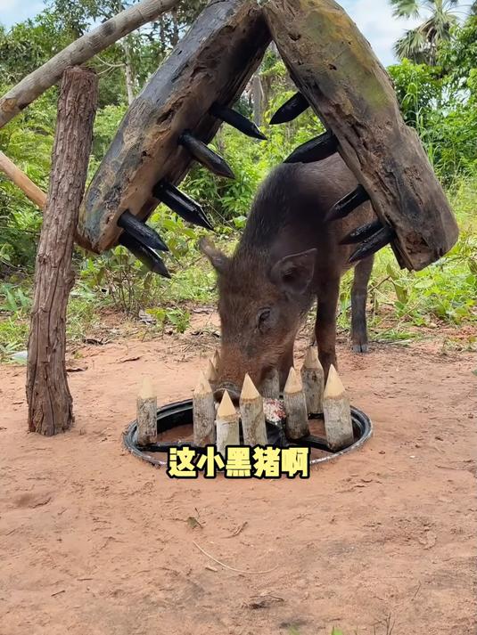 春节来一口烟熏腊肉,享受农家风味的独特魅力!
