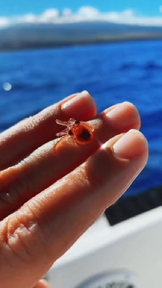 小时候的章鱼哥