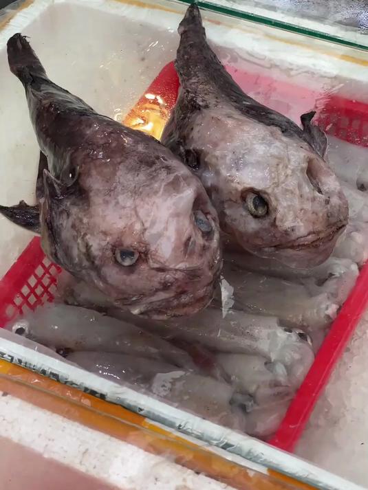 世界上最丑的鱼水滴鱼。做个冷吃兔来尝尝味道怎么样吧！