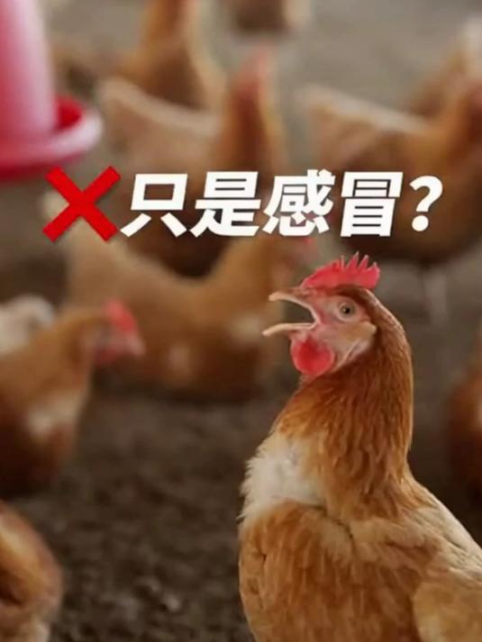 鸡群突然哑巴？传喉或新城疫