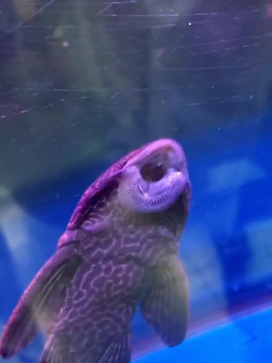 带你认识那些奇奇怪怪的鱼