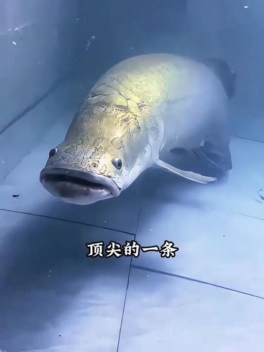 带你认识不同品种的名贵鱼你们都见过哪些