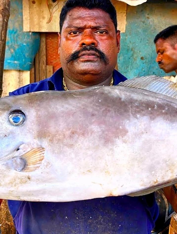 你知道这是什么鱼吗？看印度人都是如何杀鱼的，看着很丝滑很解压