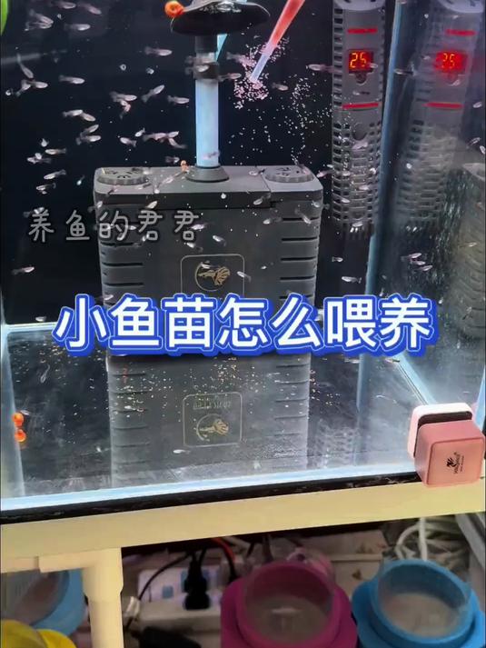 小鱼苗怎么顺利养大,孔雀鱼要吃丰年虾幼虫!