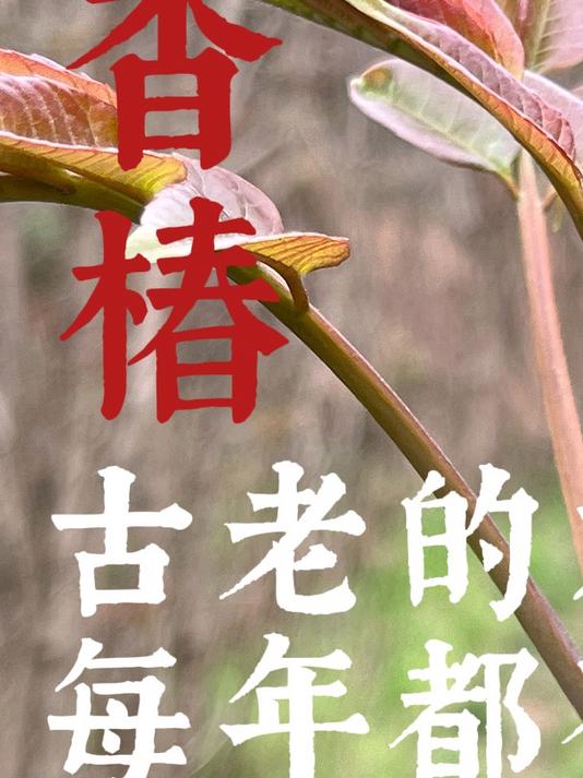 把核桃当香椿?古老的木本蔬菜每年都有中毒案例,香椿的食用辨别