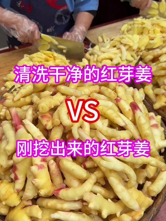 红芽姜正当时!腌着吃、炒着吃,咋做都好吃