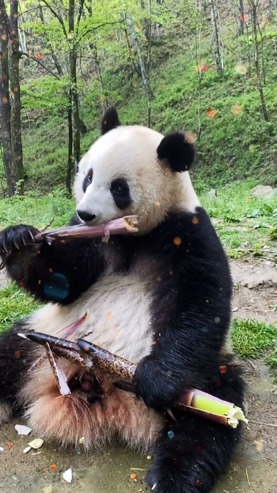 一只吃竹子的大熊猫,这啃竹子的声音真是爱了