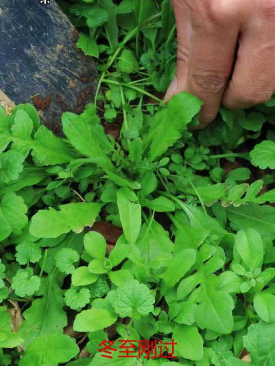 秋冬的山野间长满了荠菜挖点回来做些荠菜春卷 新农人计划2024