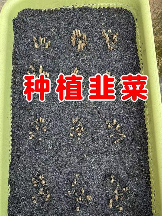 韭菜根如何种植?准备好疏松肥沃的土壤,很快就能吃上韭菜