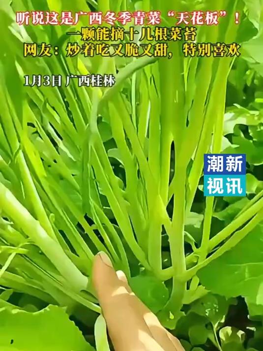 听说这个柳叶菜心是广西冬季青菜“天花板”来个广西人说说好吃吗