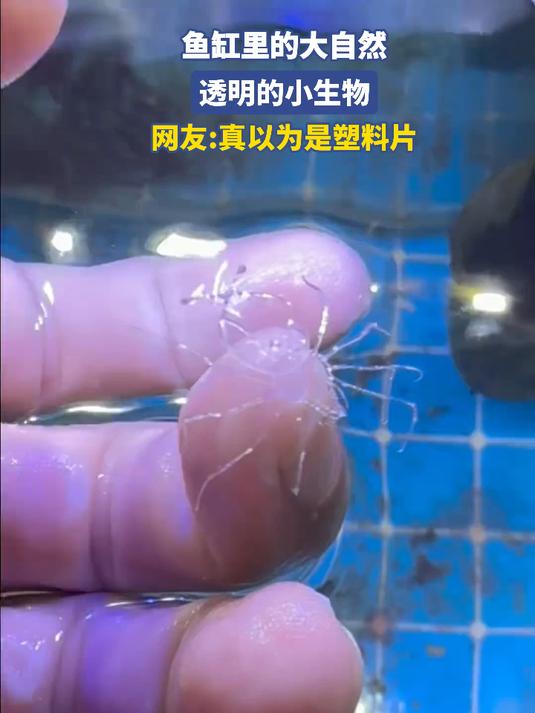 鱼缸里的大自然，透明的小生物