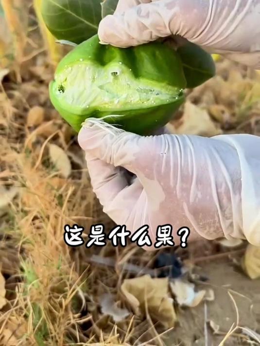分享15种农村常见的有毒野果，你都认识哪几种呀？