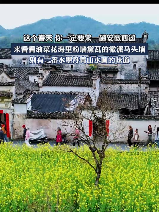 这个春天,你一定要来一趟安徽西递,来看看油菜花海里粉墙黛瓦的徽派马头墙。#马上就出发#