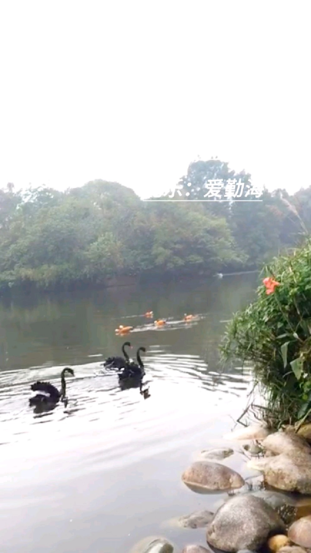 黑天鹅戏水,高贵而优雅?