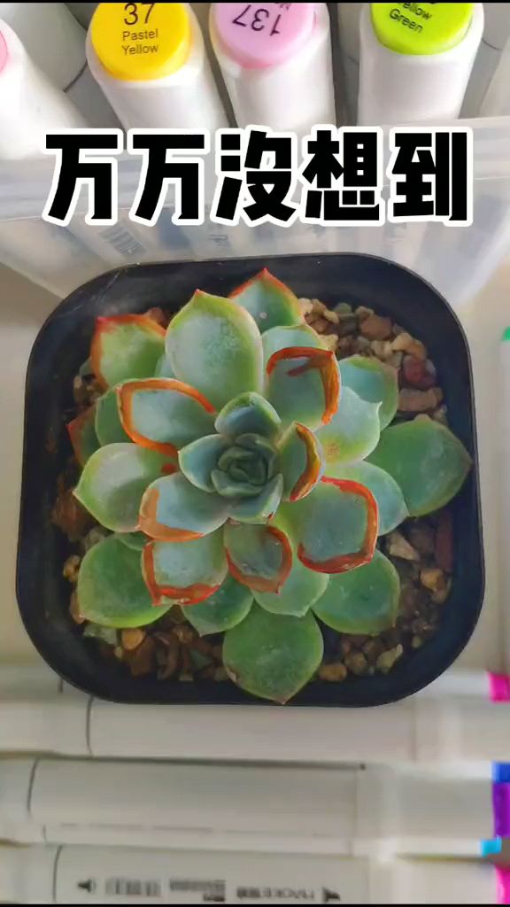 我待多肉如初恋,她却虐我千百遍。太可怕了,为了有个贵货名品,这样折磨可爱的肉肉