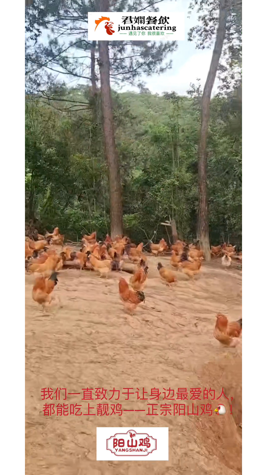 我们致力于让身边最爱的人,都能吃上靓鸡——正宗阳山鸡!