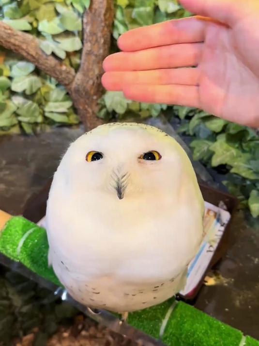 猫头鹰家族最猛和最萌的家伙，苏格兰圆脸胖鸡雪鸮！