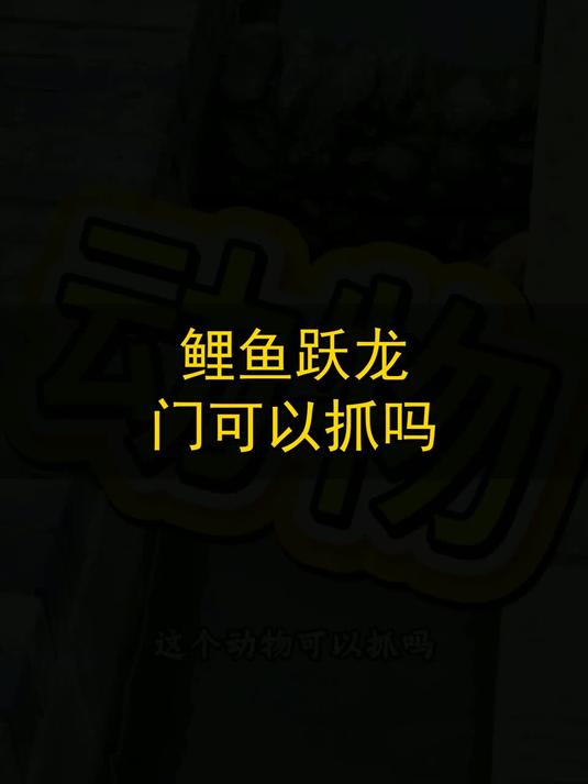 鲤鱼跃龙门可以抓吗？