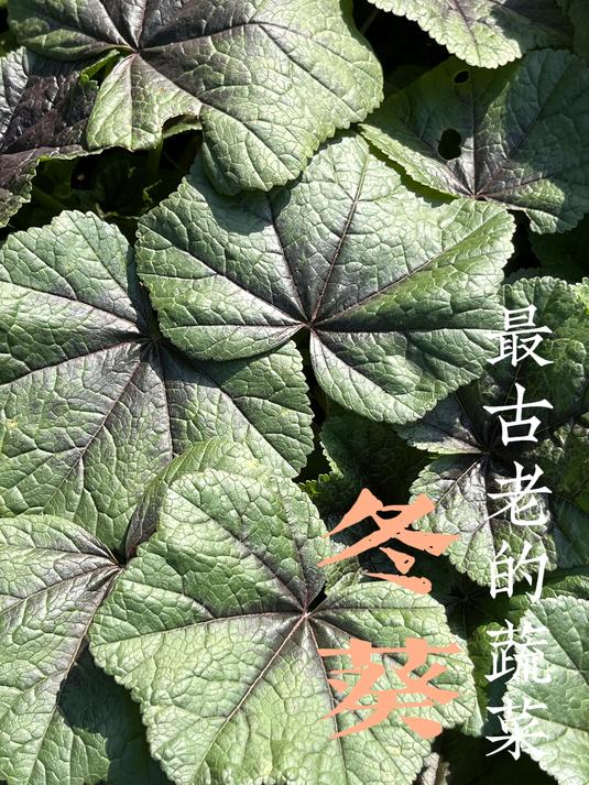 不放油也顺滑的古老蔬菜,百菜之主冬葵冬寒菜是如何退出餐桌的