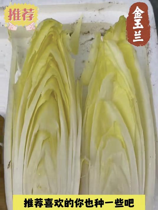 金玉兰菜种子无需阳光直射,脆嫩微甜堪比沙拉菜,封闭阳台也能种
