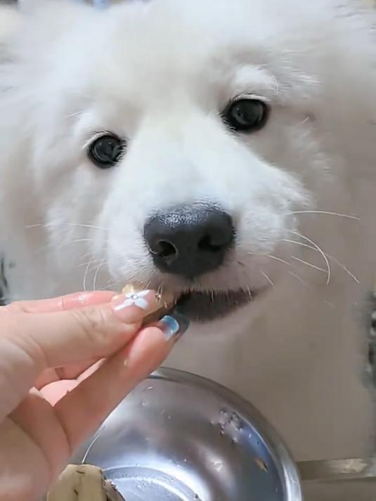 没有狗狗猫咪不爱吃鱼,来自深海的鲣鱼条,纯天然鱼油