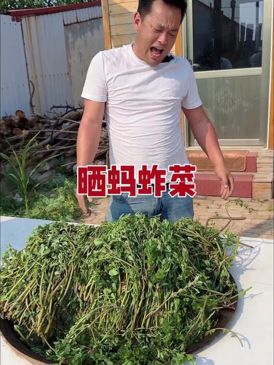 又到了晒蚂蚱菜滴时候了，用它冬天包个大包子真带劲啊