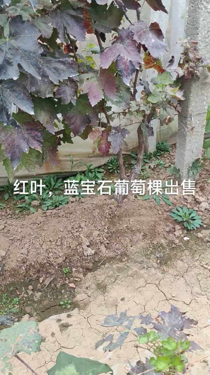 蓝宝石葡萄树苗基地大量出售,规格齐全,质量保障