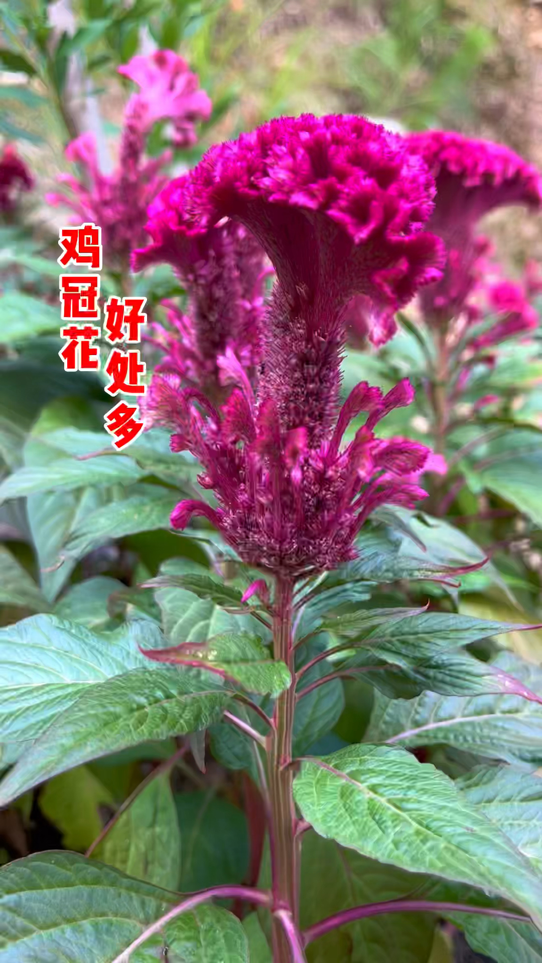 又到了鸡冠花开的季节,鸡冠花不但花美,其价值与作用你知道吗?