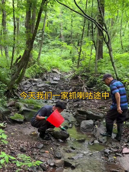 上山抓喇咕途中捡到野生树鸡蘑,野生灵芝种类中马蹄子干和老牛干