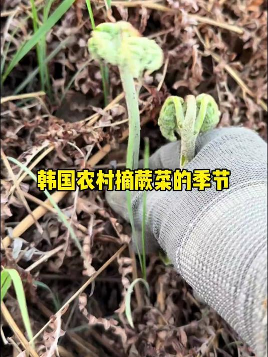 春天就是忙着摘野菜的季节,今天过来帮奶奶摘蕨菜!