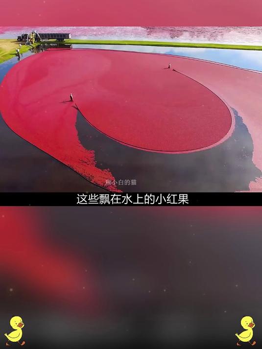 养生新宠！蔓越莓干配奶茶，酸甜快乐直接 “拉满”？