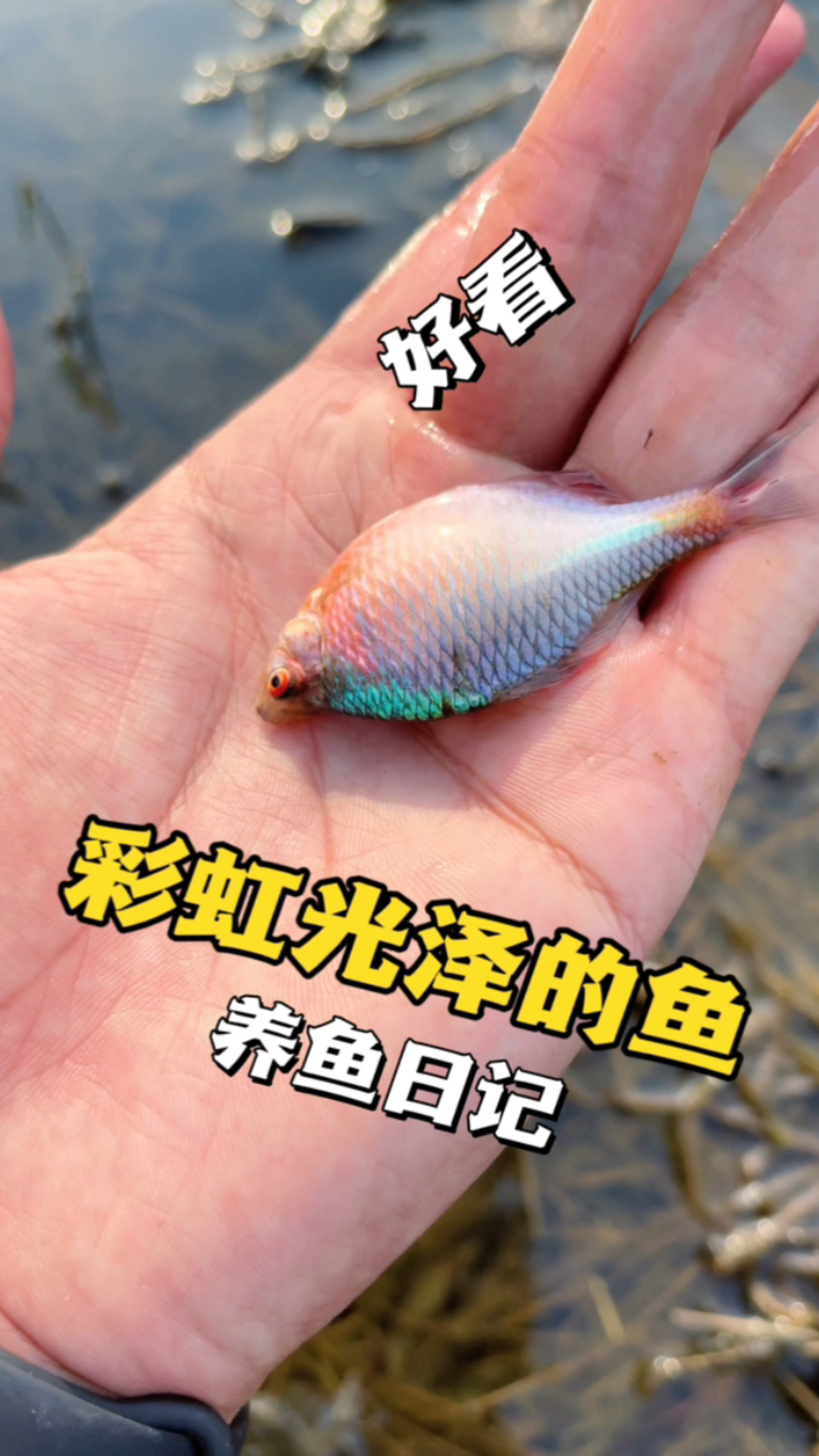 捞了好多自带彩虹的鱼,上一次捞鱼还是在上一次