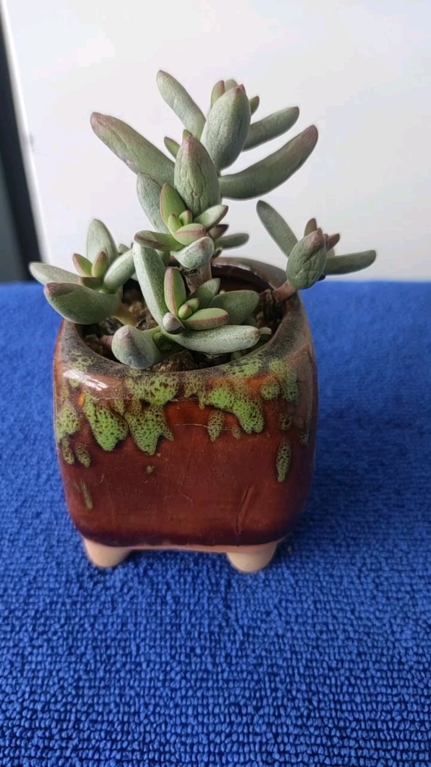 多肉植物小天狗