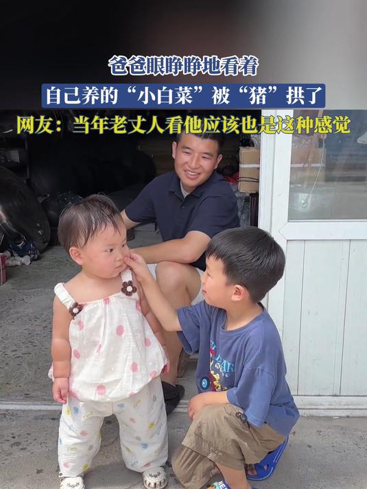 爸爸眼睁睁地看着，自己养的“小白菜”被“猪”拱了