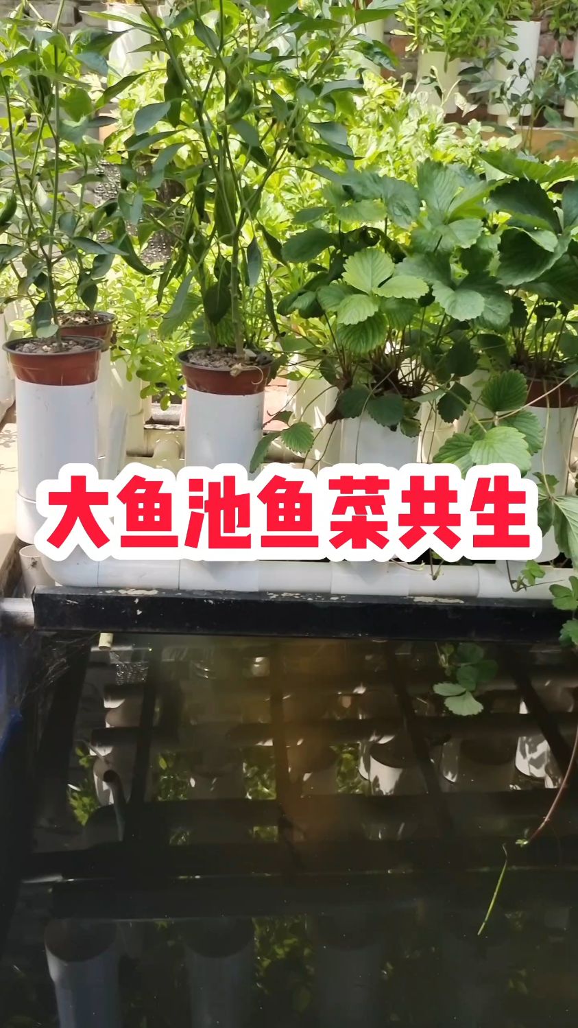 大鱼池鱼菜共生