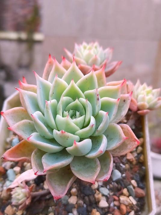 多肉三色堇,今年这状态只能叫“一色堇”了!