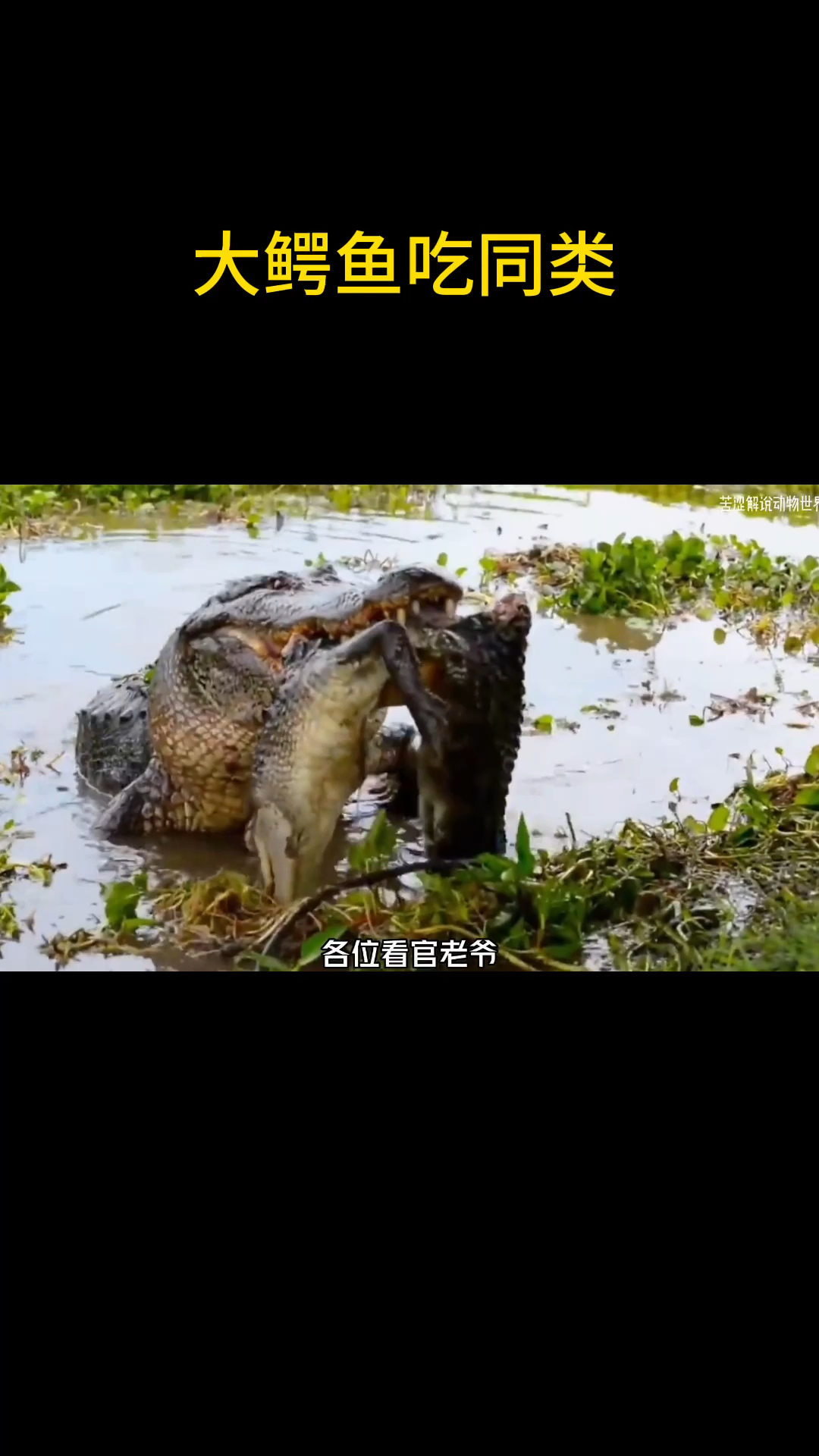 鳄鱼吃鳄鱼一点不留情