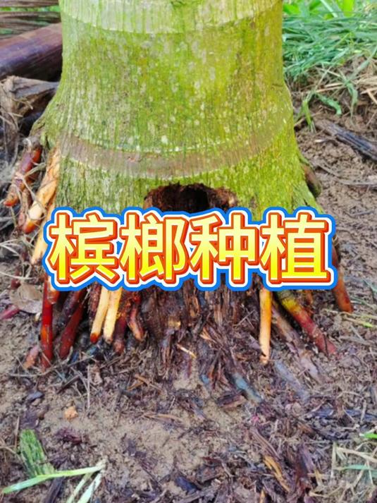 槟榔病害防止方案大全